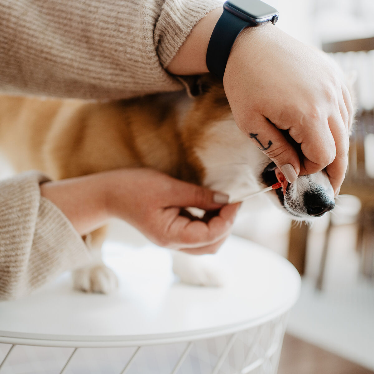Bellylabs Pregnancy Test For Dogs