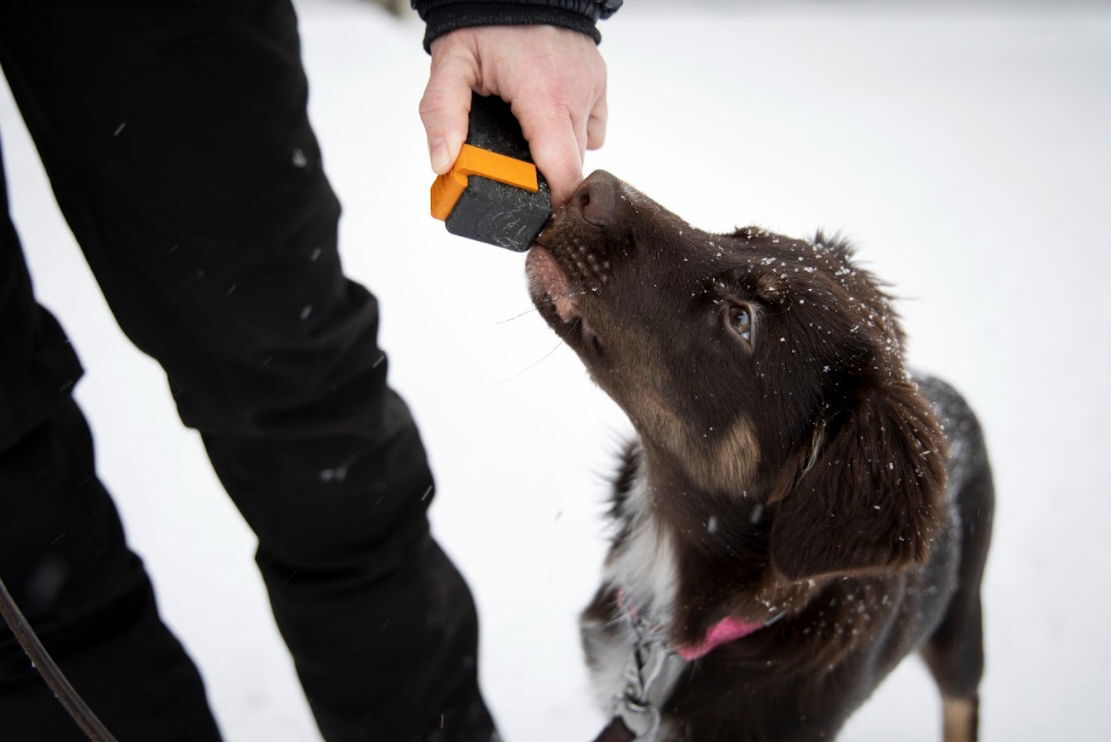 Train'N'Treat Original