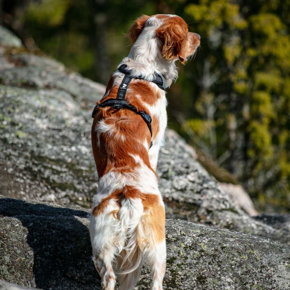 Feel Active Reflective harness Black