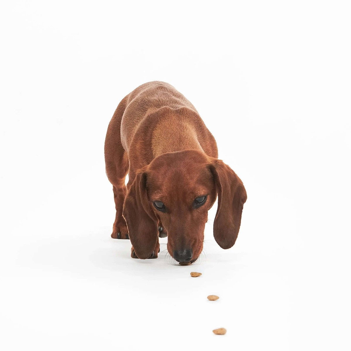 Petgood dog treats with insect protein