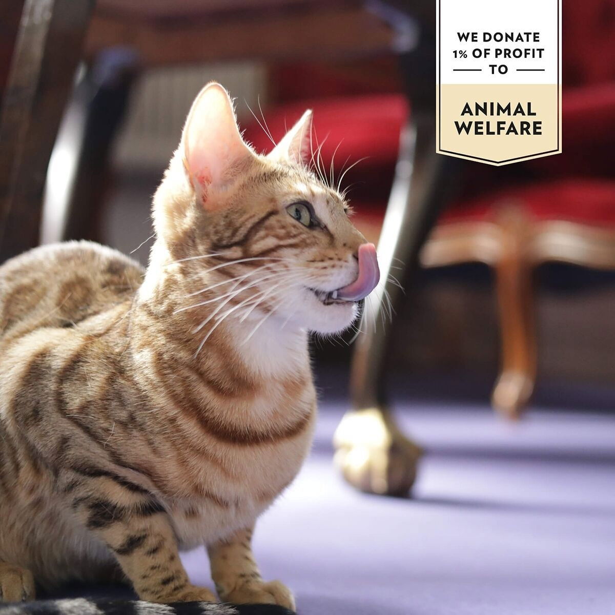 Prima Cat Tonfisk med Kyckling i Gelé