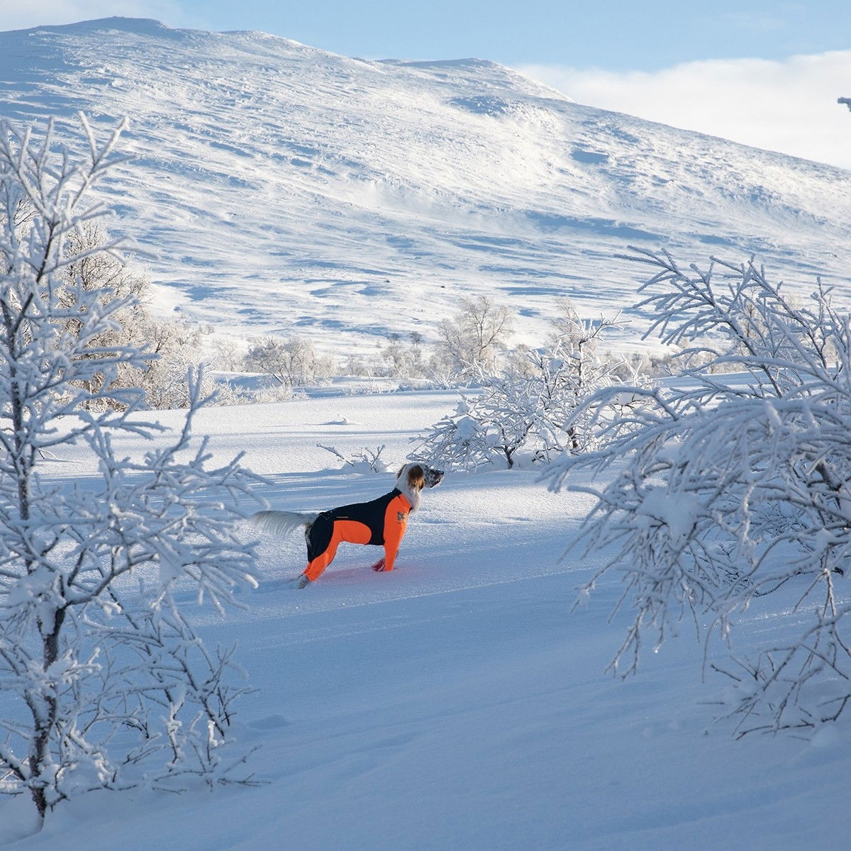 Non-stop protector snø tispe