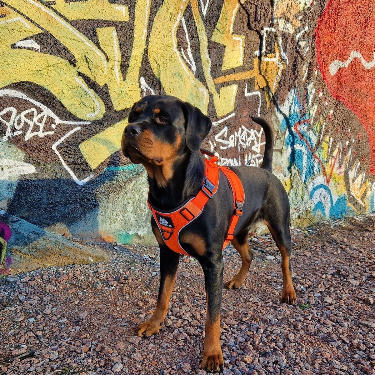 Cerberos Active harness Rescue Orange