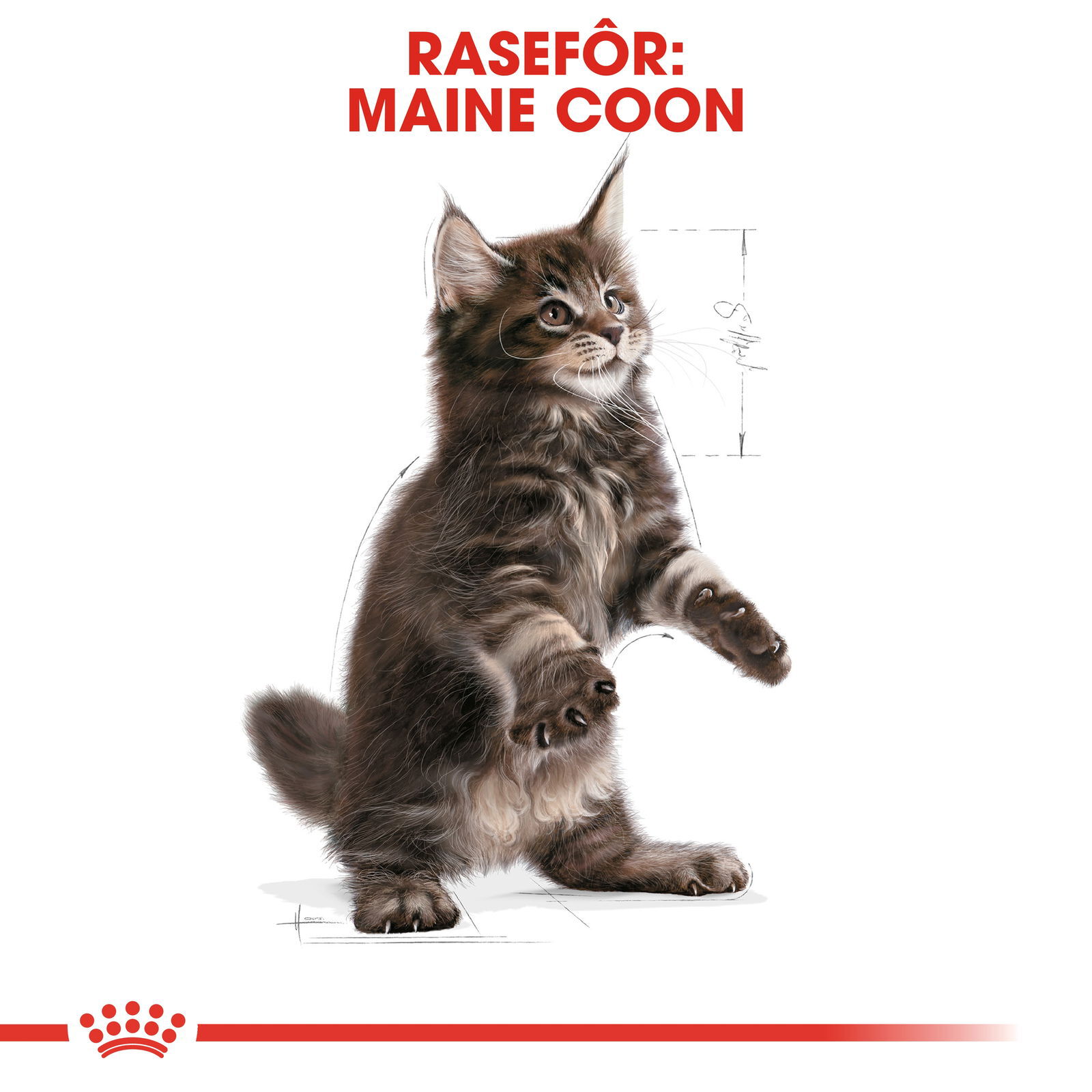 Royal Canin Maine Coon Kitten tørrfôr til kattunge