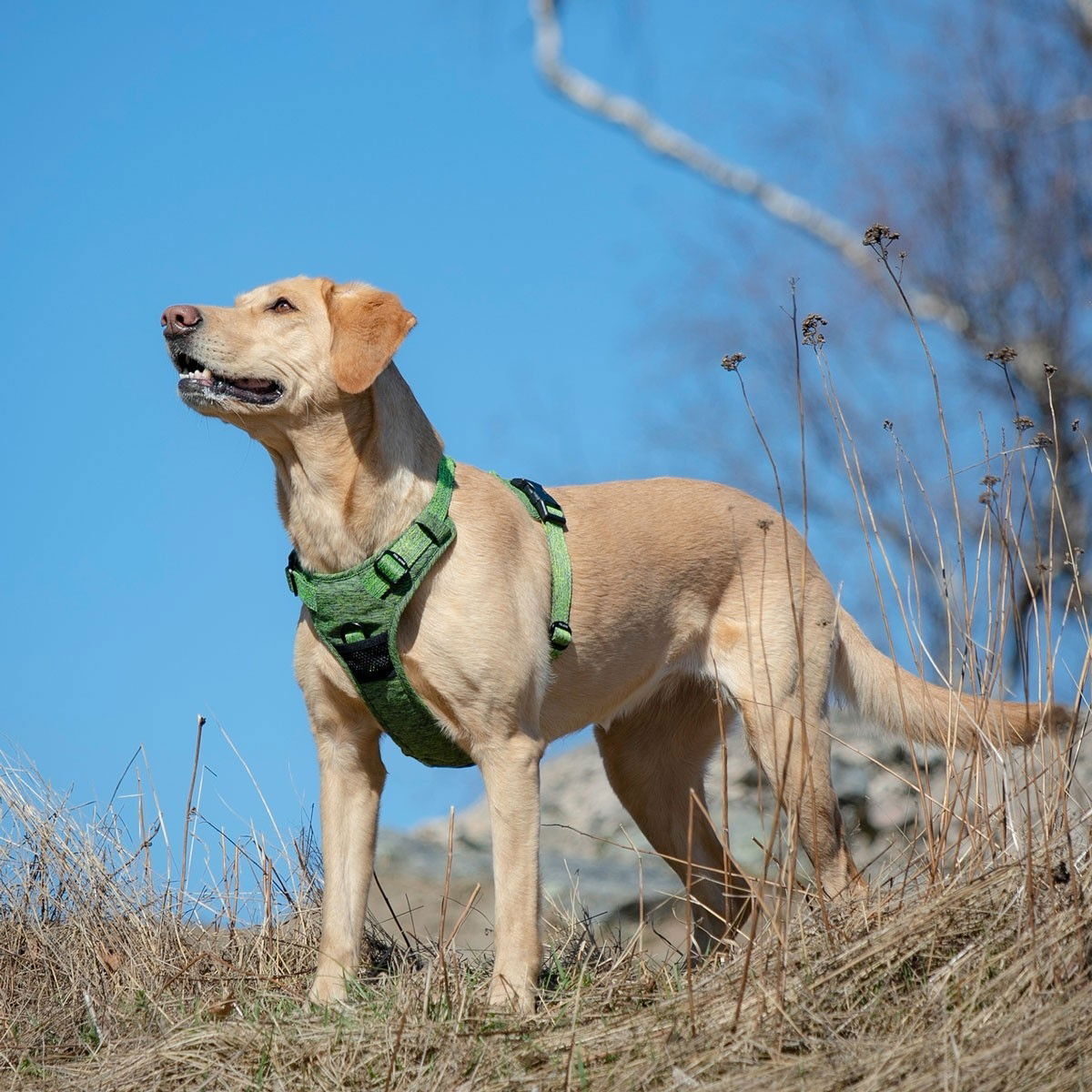 Feel Active Training Eco harness green