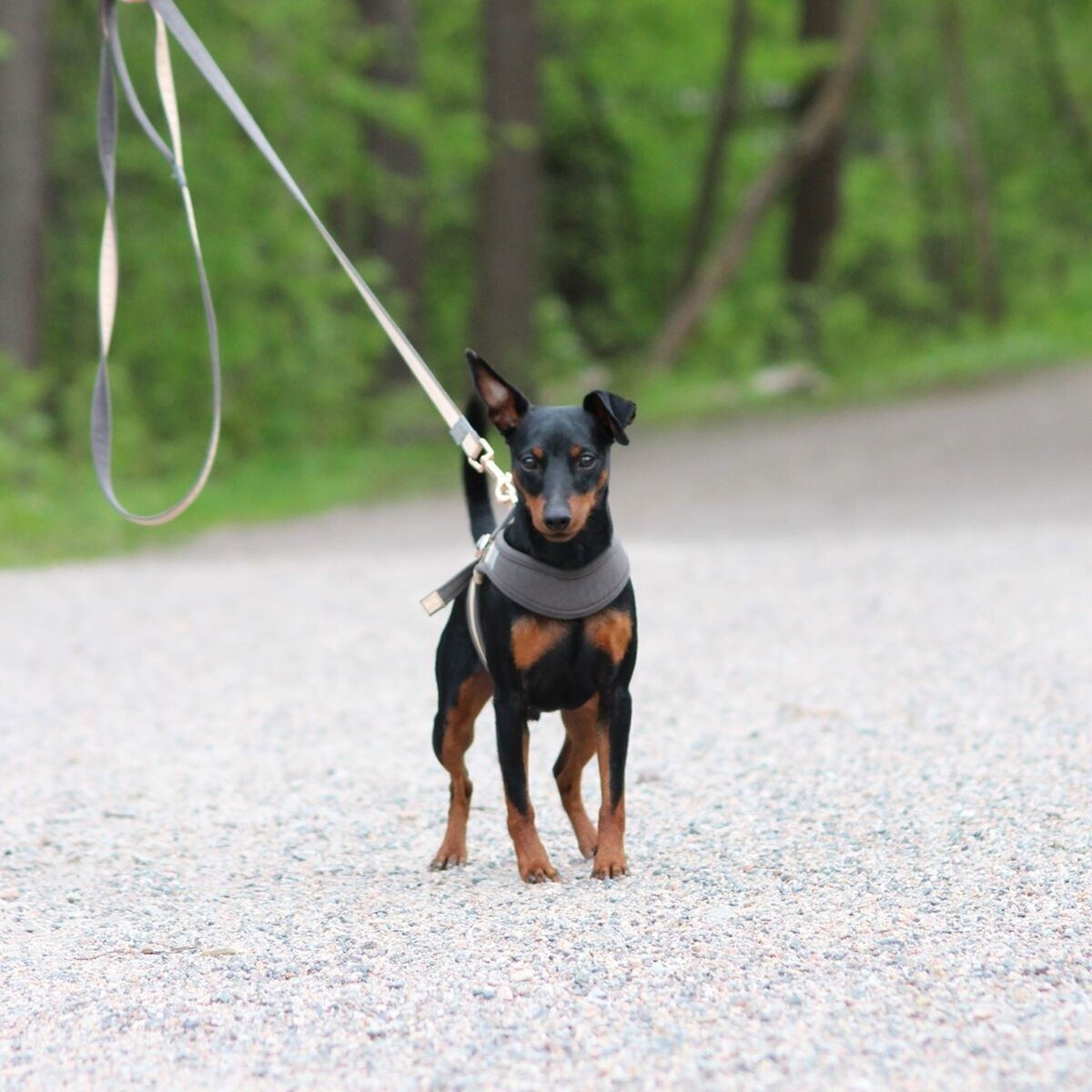 Rogz Urban Fast-Fit harness, gold