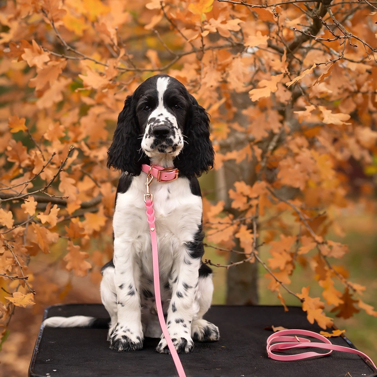 Tyylivoitto Braid leash, light pink