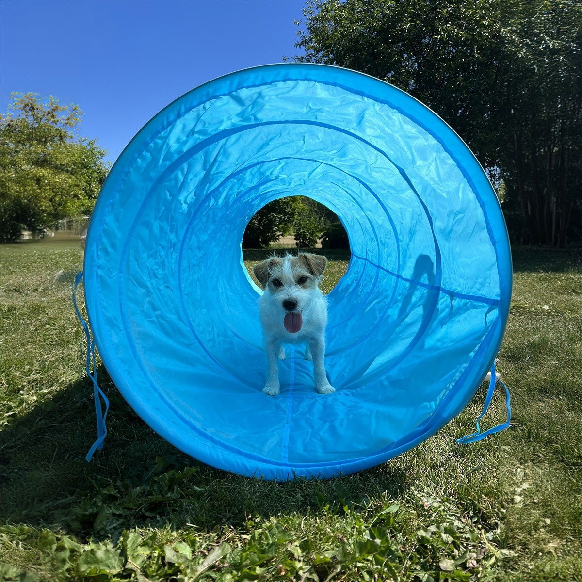 PetEasy Dog Agility set