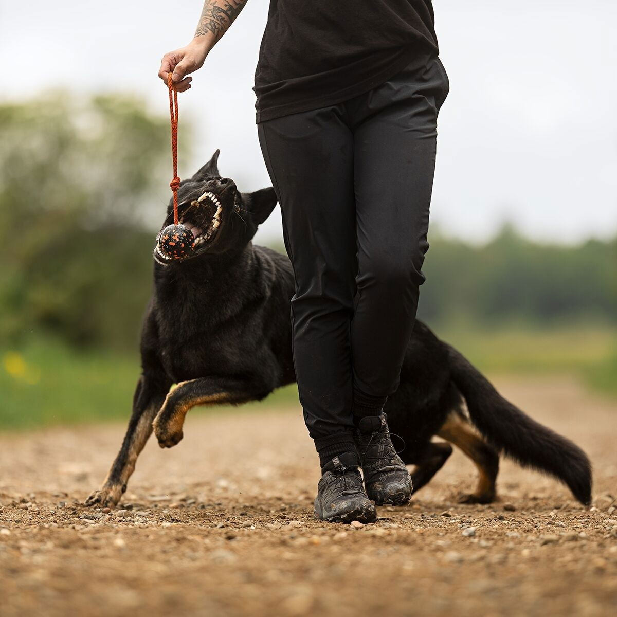 Non-Stop Dog ball on rope