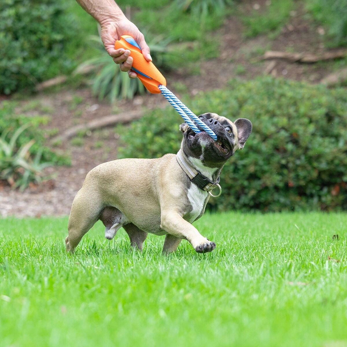 Chuckit ULTRA BUMPER TUG