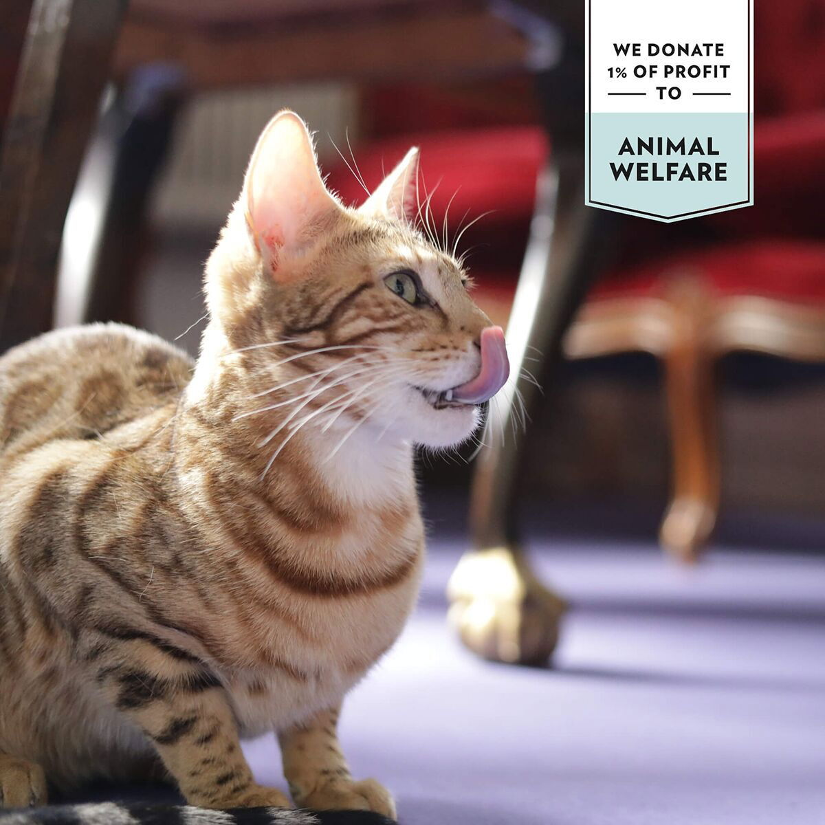 Prima Cat Tunfisk med reker i gelé