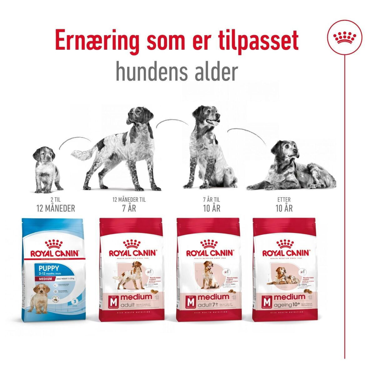 Royal Canin Medium Ageing 10+ tørrfôr til hund