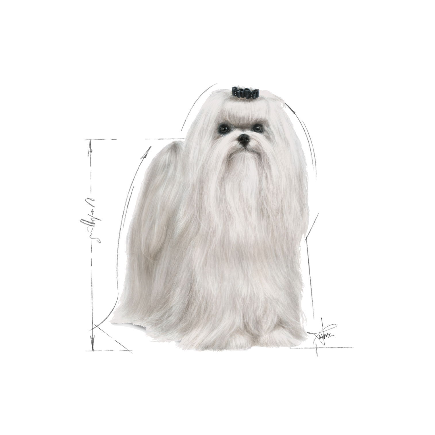 Royal Canin Breed Maltese Adult