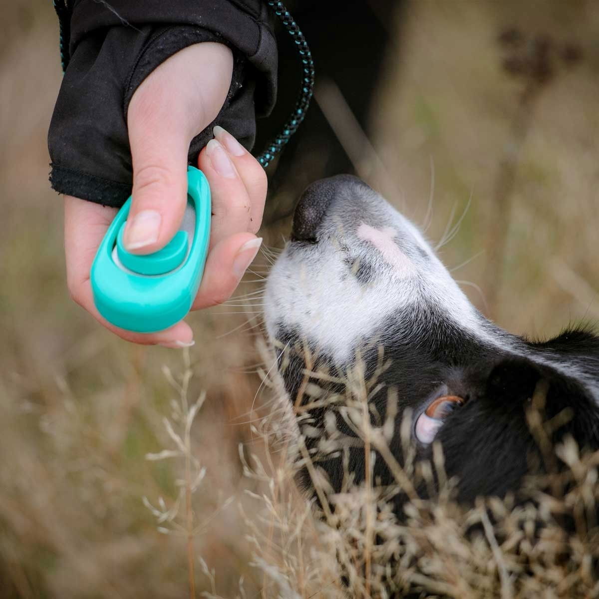 Pro Dog Multi Clicker green