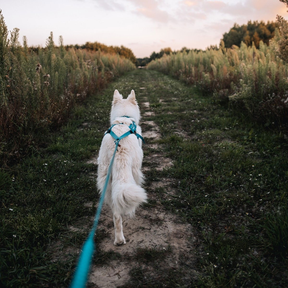 Non-Stop Freemotion harness 5.0, teal