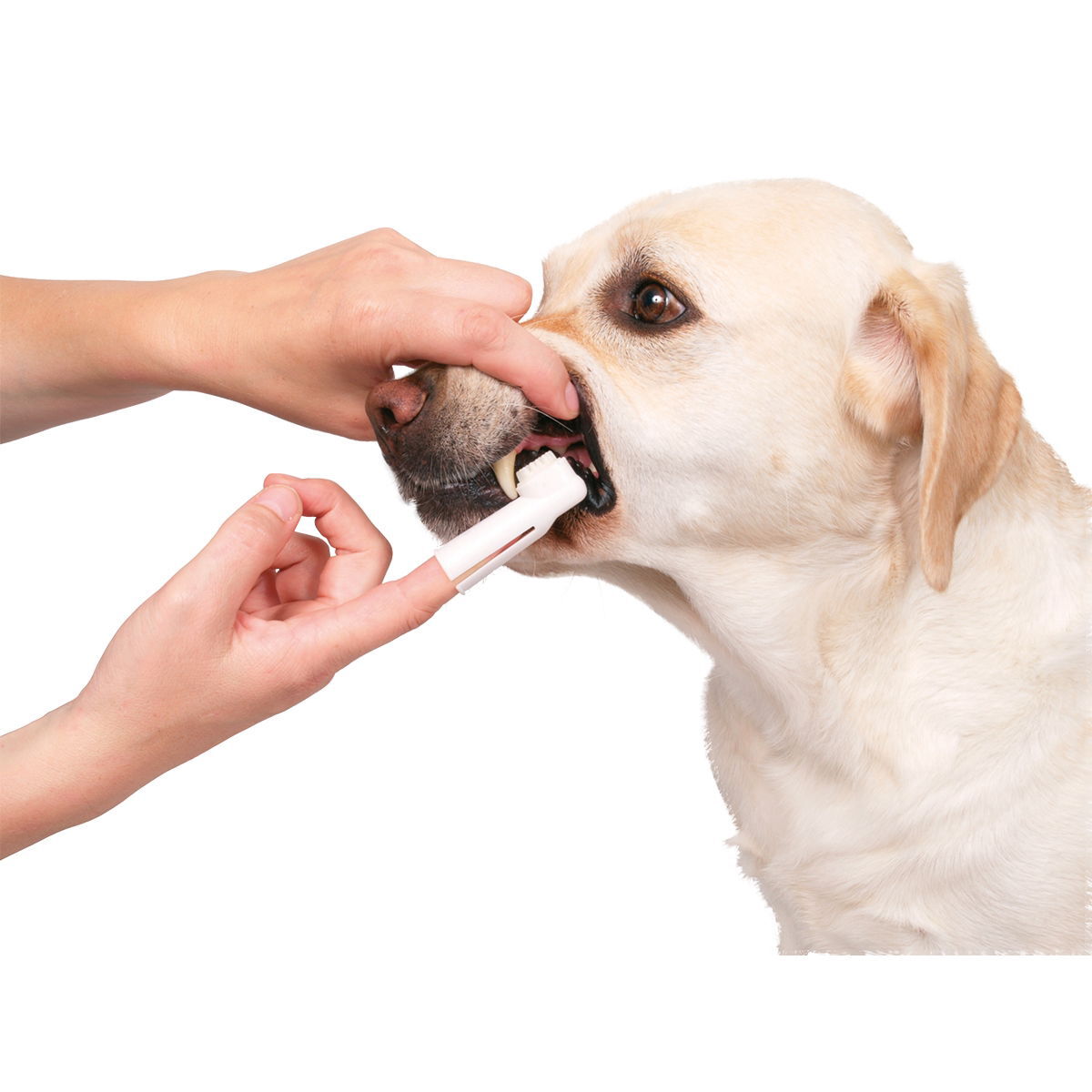 Trixie tannbørste 3pcs + krem mint