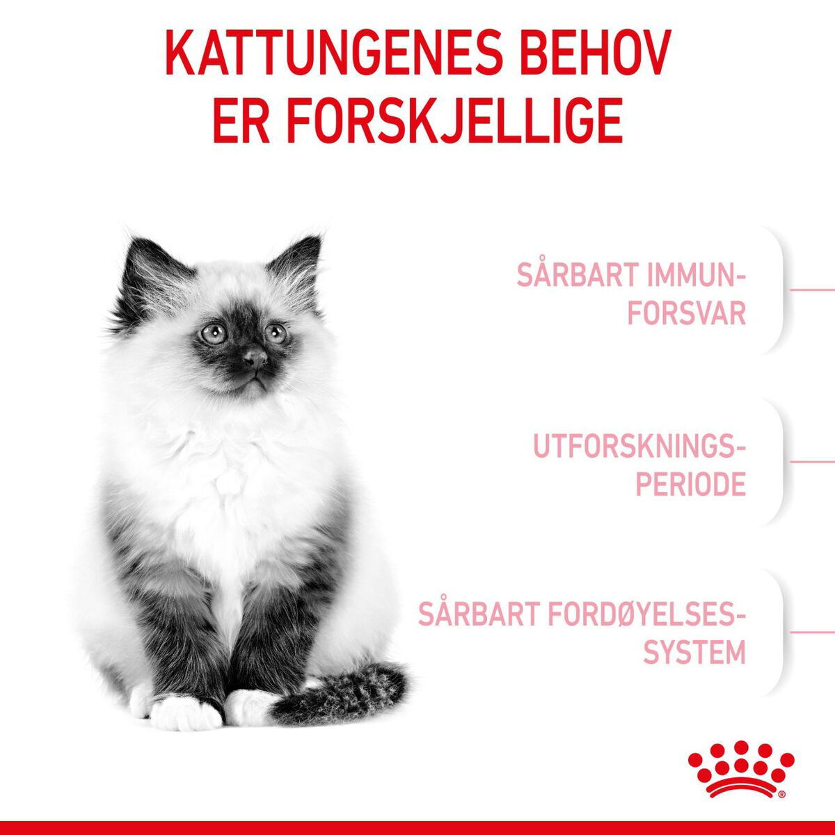 Royal Canin Kitten tørrfôr til kattunge