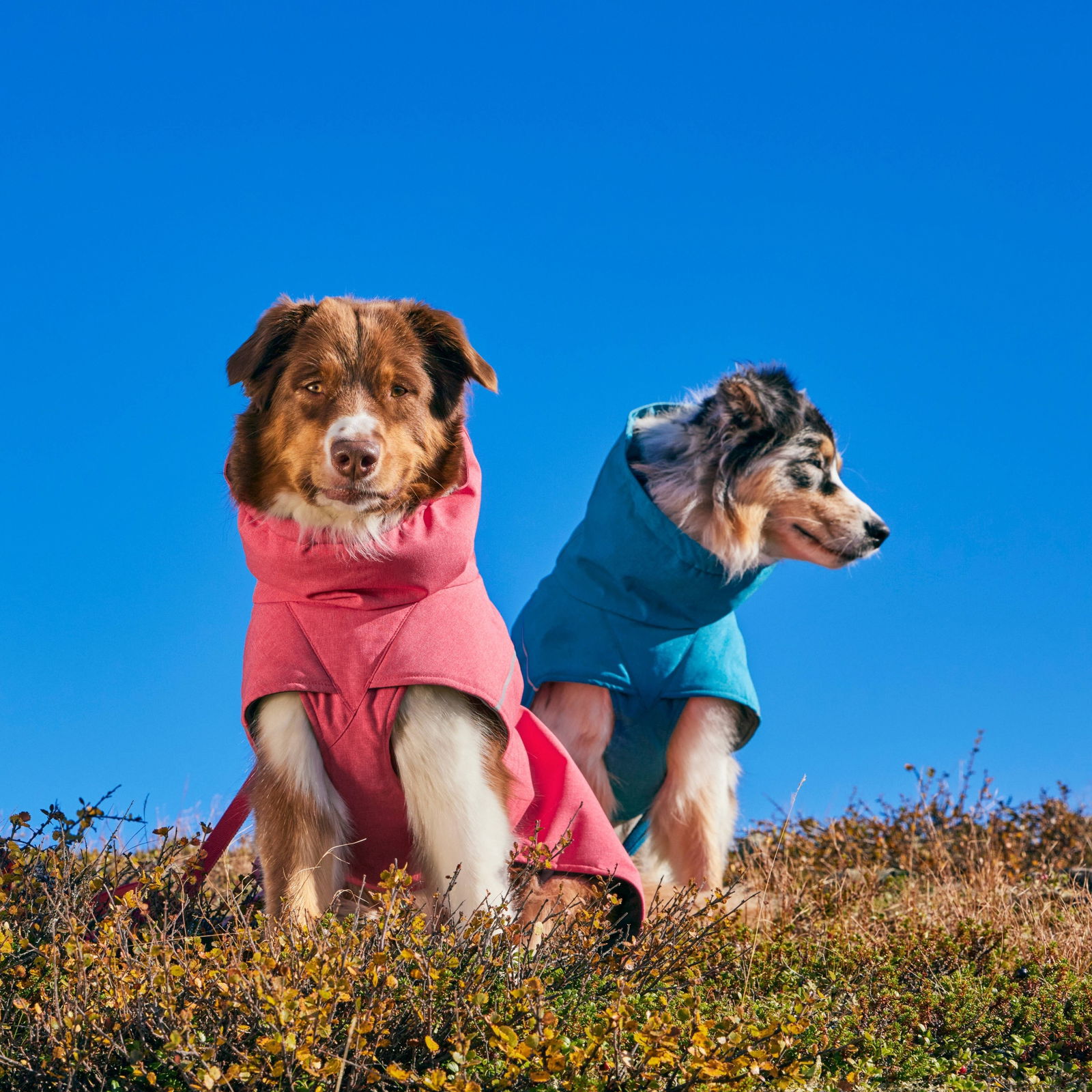 Hurtta Expedition Parka II Strawberry