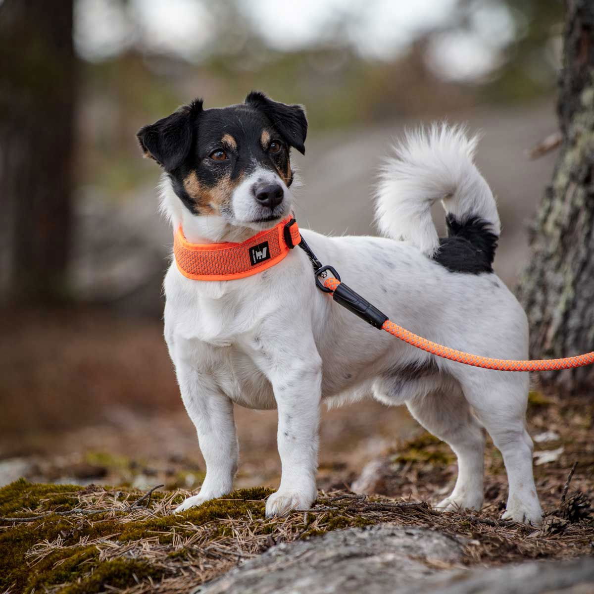 Feel Active reflective collar Orange