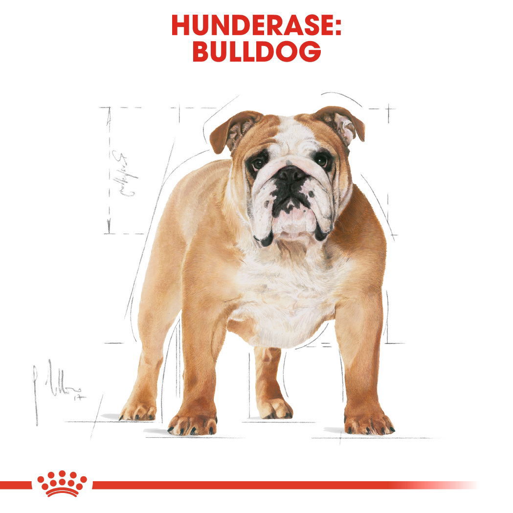 Royal Canin Bulldog Adult tørrfôr til hund