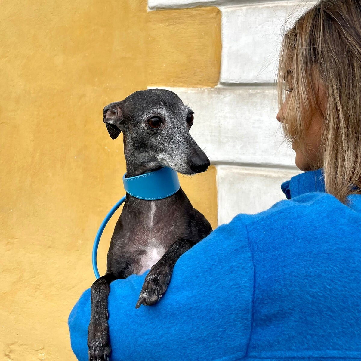 Collar of Sweden collar wide neon blue