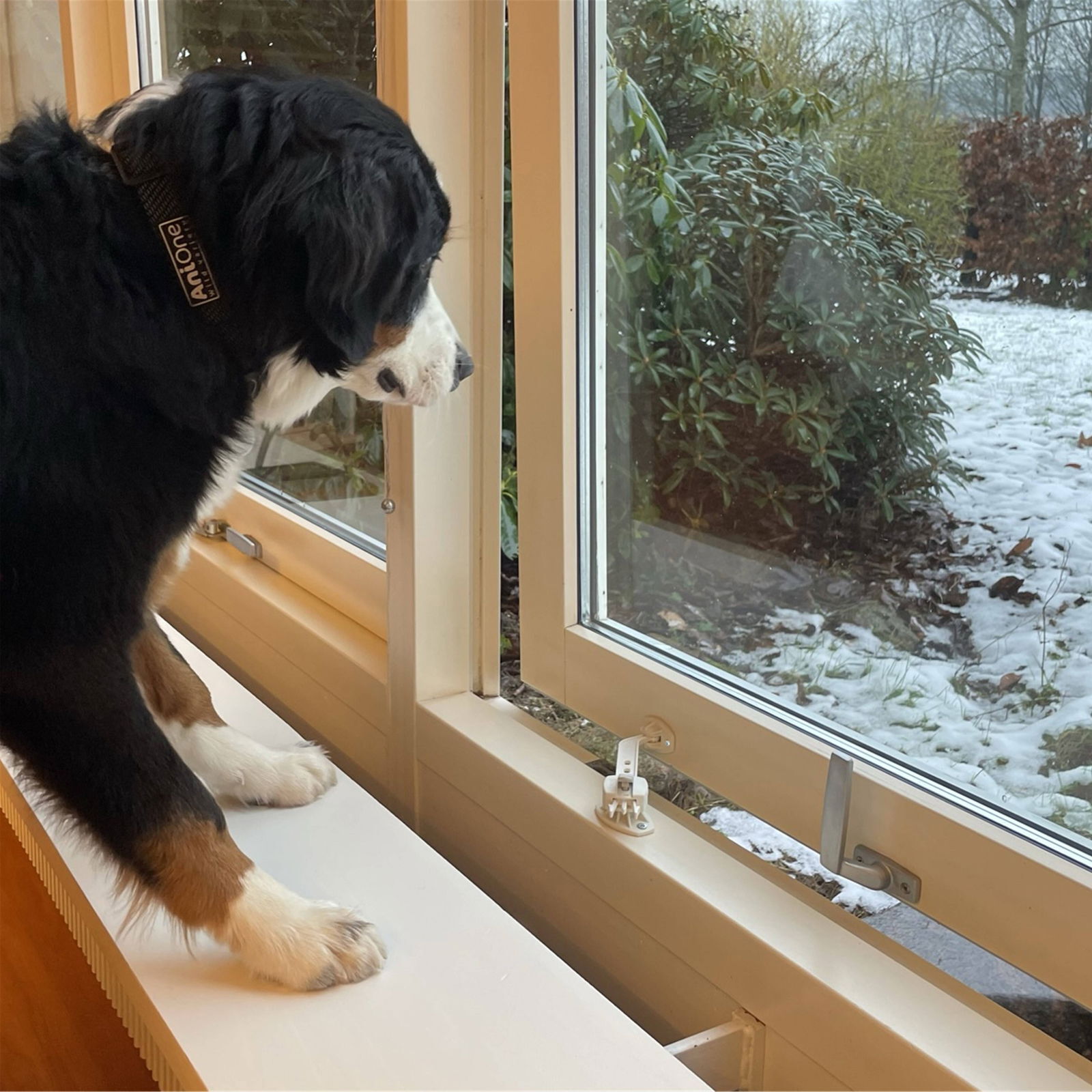 DogSpace Puppy Starter set