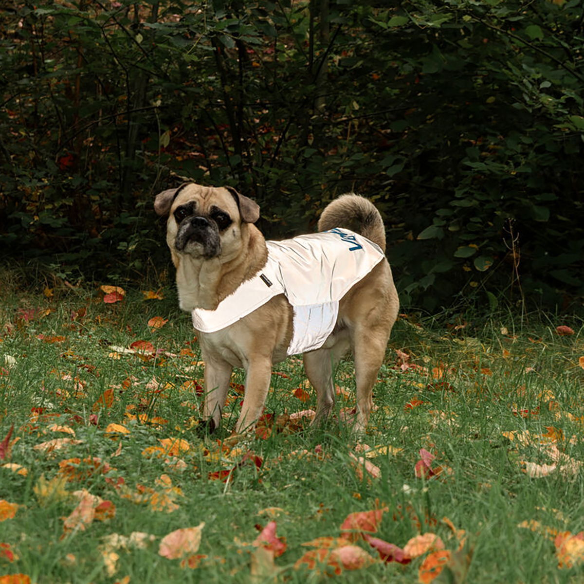 Icepeak Pet Brightly visibility vest VetZoo